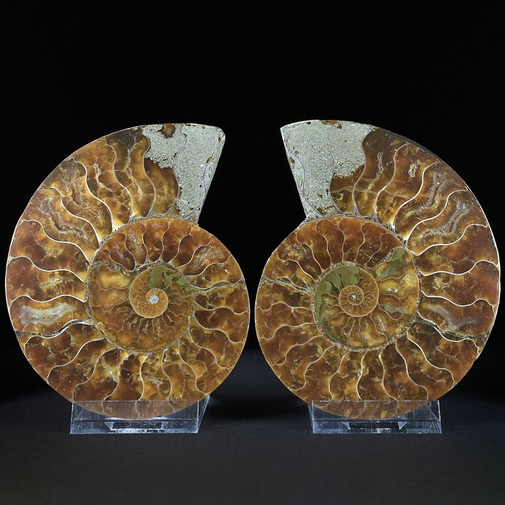 Ammoniten Pärchen aus der Kreidezeit von Madagaskar