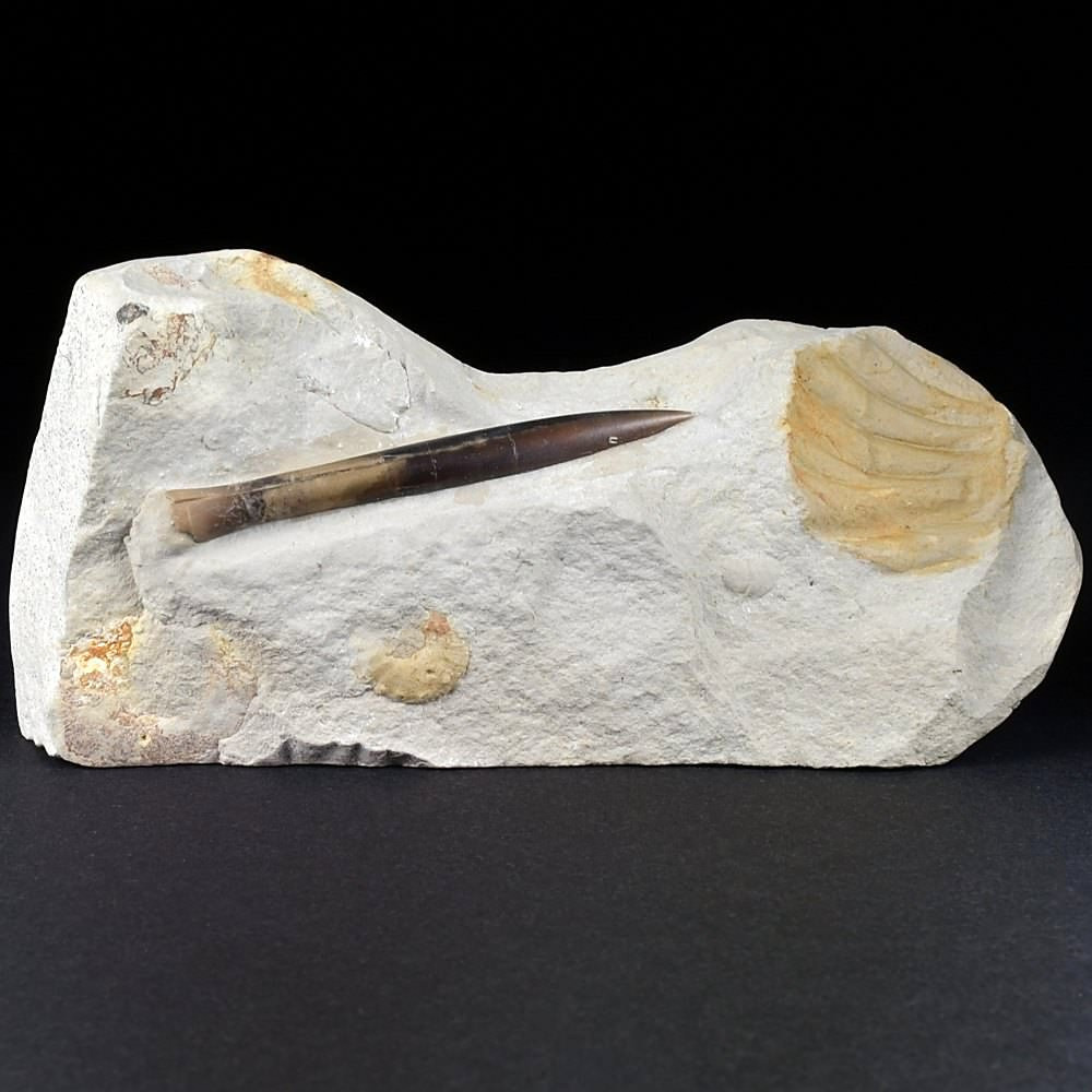 Fossilien versteinerter Belemnit Hibolithes semisulcatus