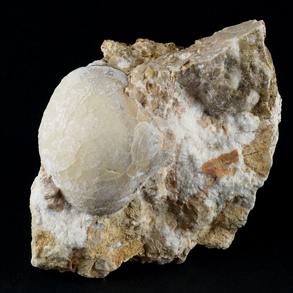 Fossilien Brachiopoden Securithyris