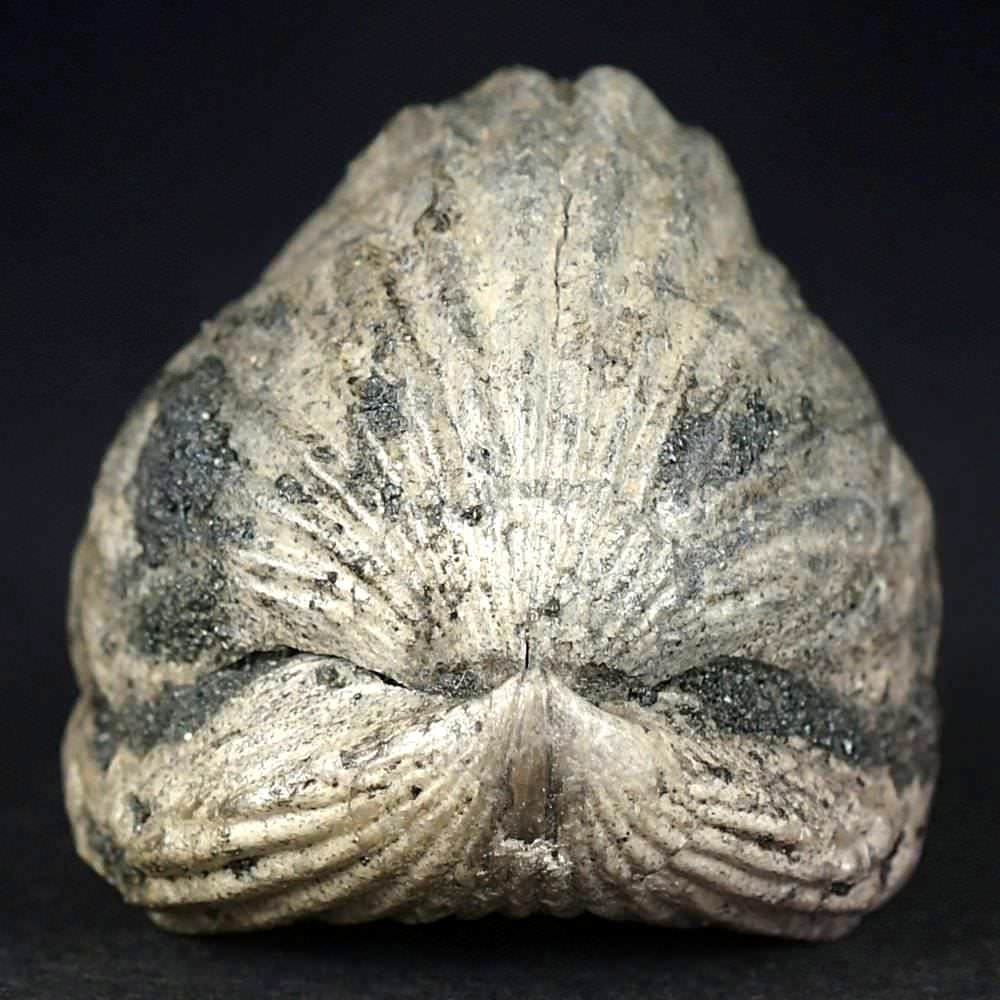 Versteinerte Brachiopode Russiella truncata aus dem Oberjura