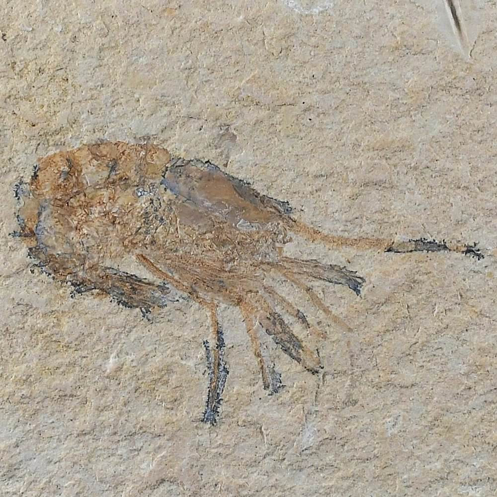 Fossilien versteinerter Krebs Carpopenaeus Byblos Libanongebirge