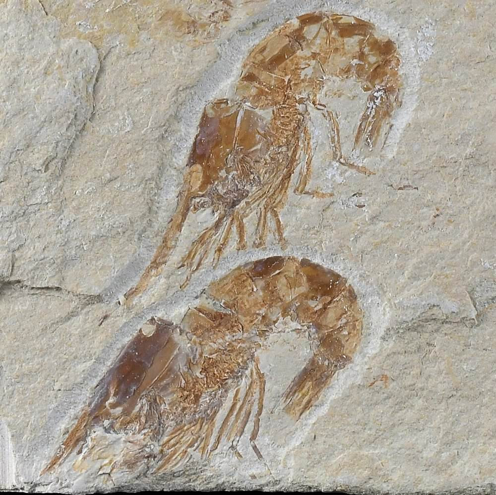 Fossilien aus dem Libanon versteinerte Krebse Carpopenaeus