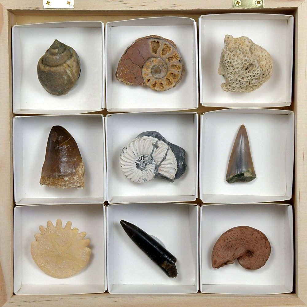 Fossilien Geschenksidee Sammlungen in Holzkassette