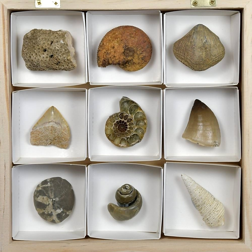 Geschenksidee Fossilien Sammlung in Holzkassette
