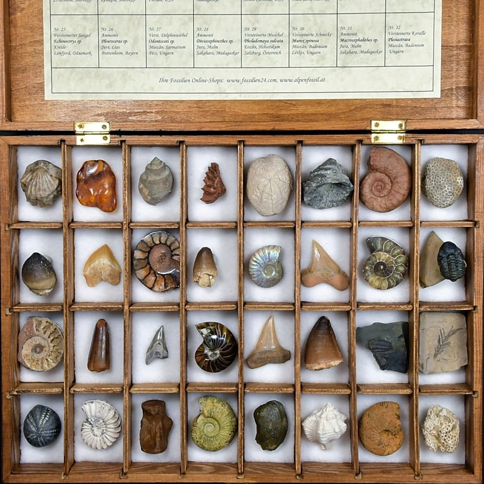 Fossiliensammlung mit 32 Versteinerungen in Geschenksbox