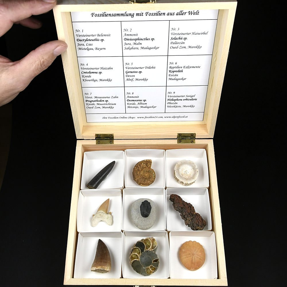 Tolles Geschenk Fossiliensammlung in Holzkassette