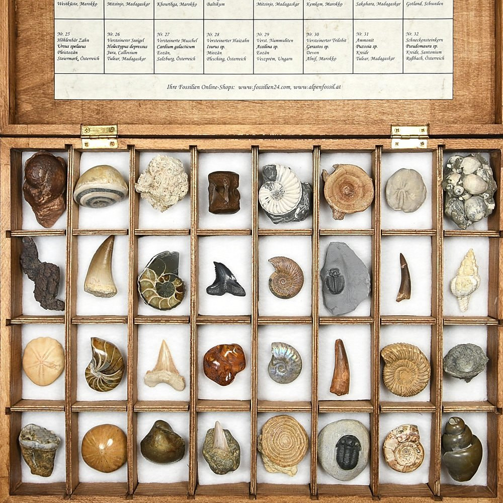 wunderschöne Fossiliensammlung in Holzkassette mit verschiedenen Versteinerungen