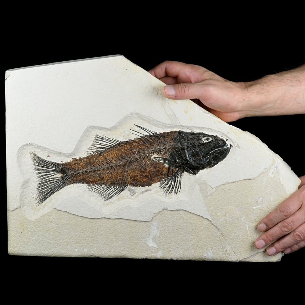 seltener versteinerter Fisch Mioplosus labracoides aus dem Eozän