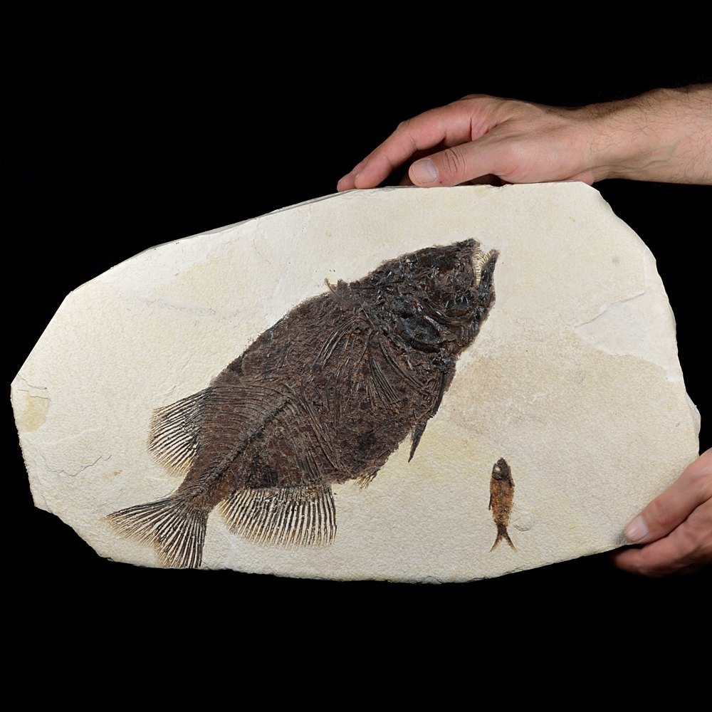 seltener versteinerter Fisch Phareodus testis aus dem Eozän