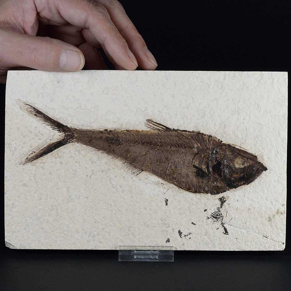 Diplomystus dentatus-versteinerter Fisch aus dem Eozän von Wyoming