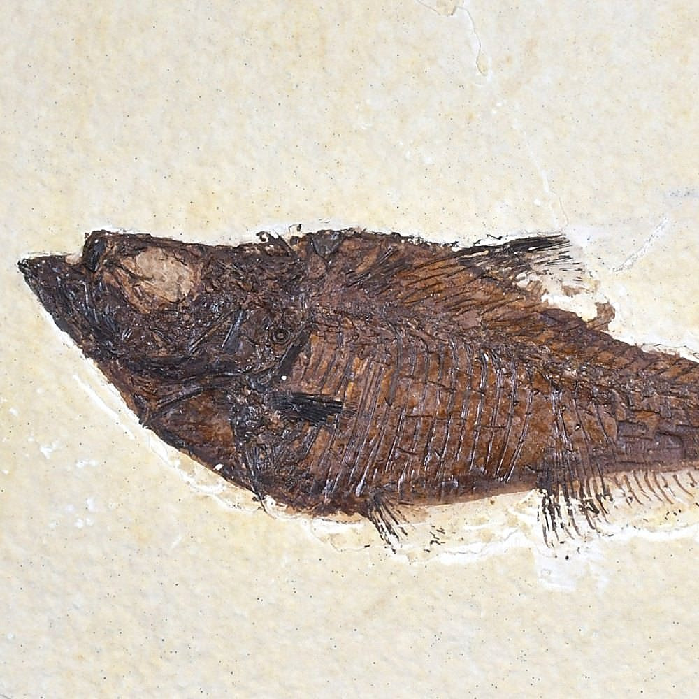 Schöner versteinerter Fisch Dipolomystus dentatus Green-River-Formation