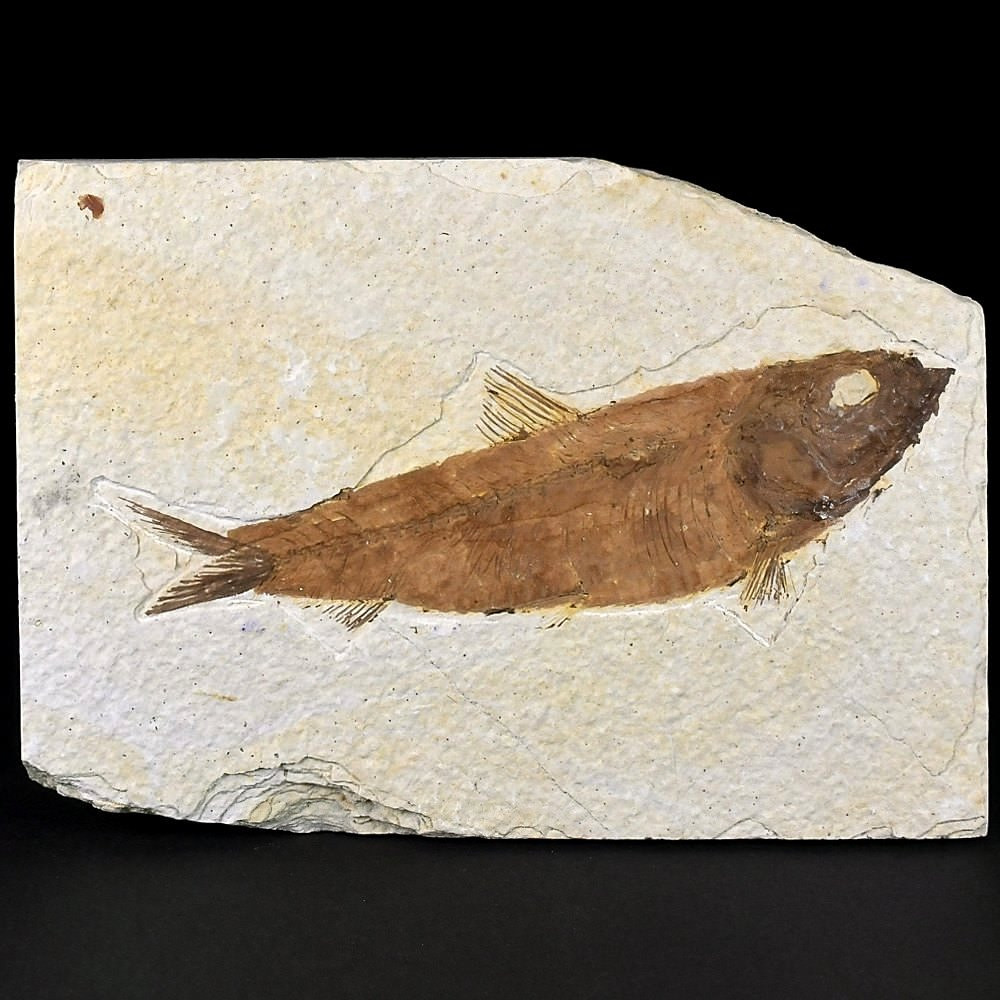 Fossilien versteinerter Fisch Knightia eocaena aus Wyoming