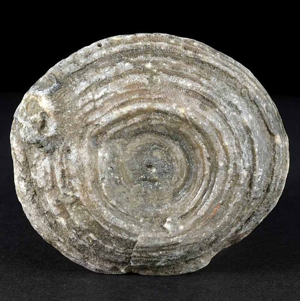 Fossilien  aus Österreich versteinerte Koralle Cunnolites sp.