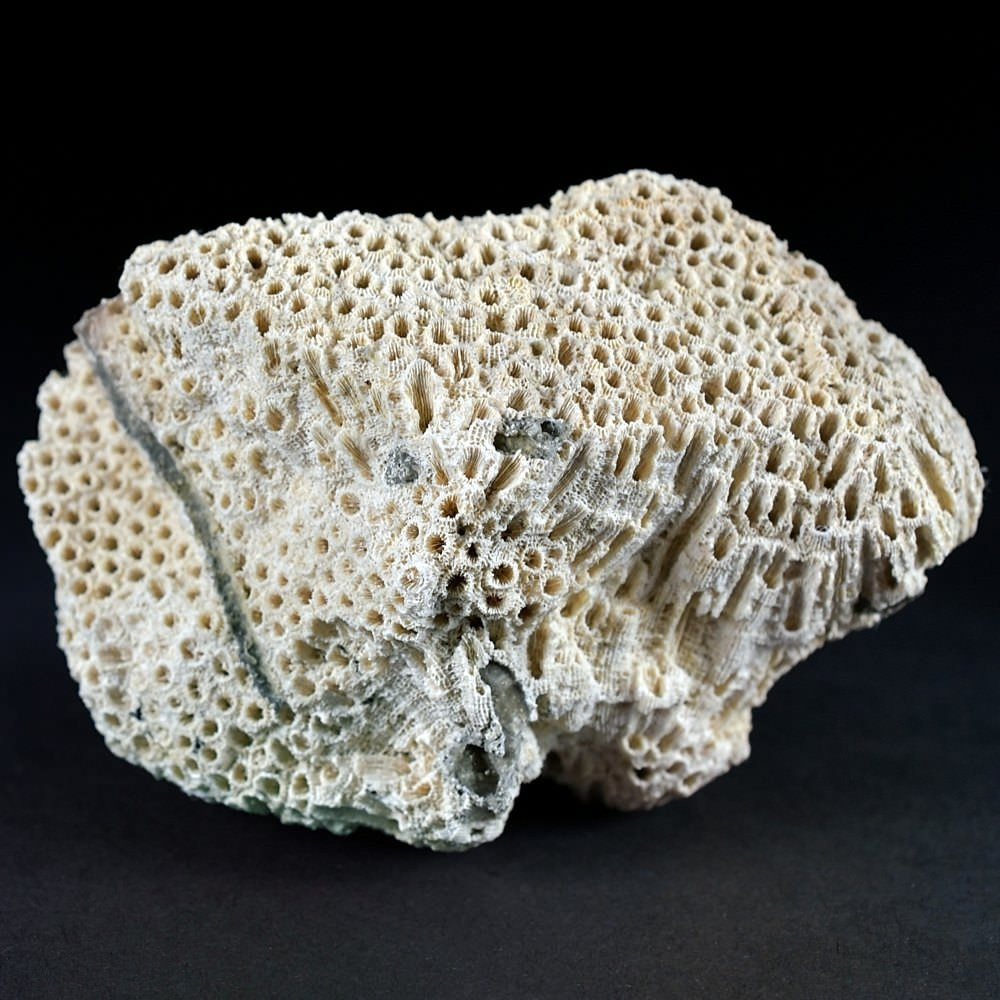 Versteinerte Koralle Plesiastraea desmoulinsi aus dem Miozän
