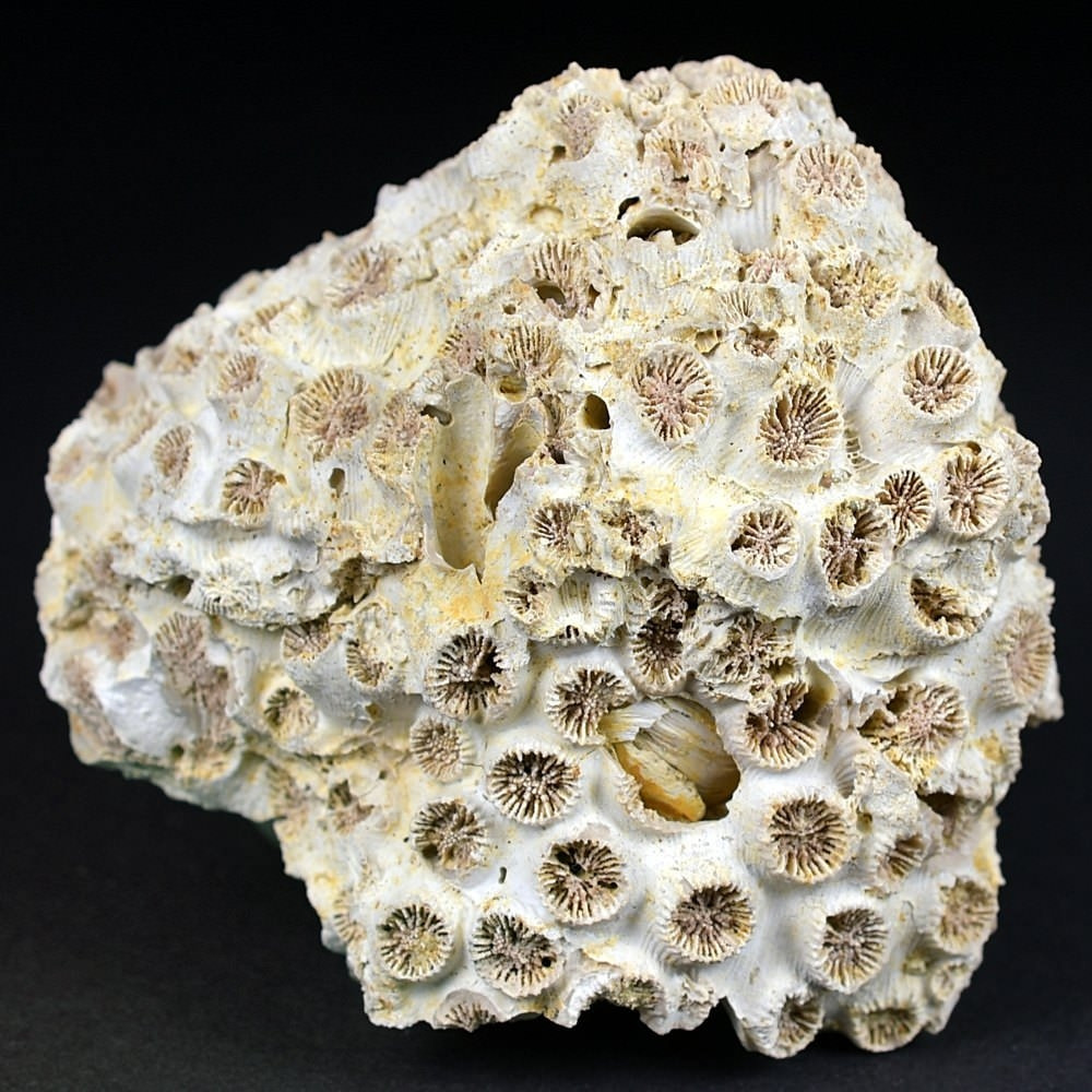 Tarbellastraea conoidea versteinerte Koralle aus dem Miozän