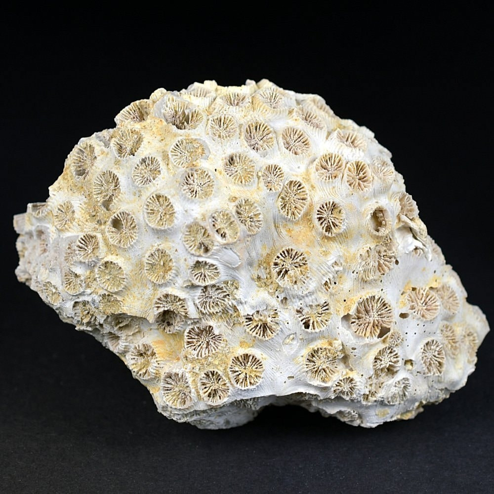 Fossilien aus Ungarn versteinerte Koralle Tarbellastraea