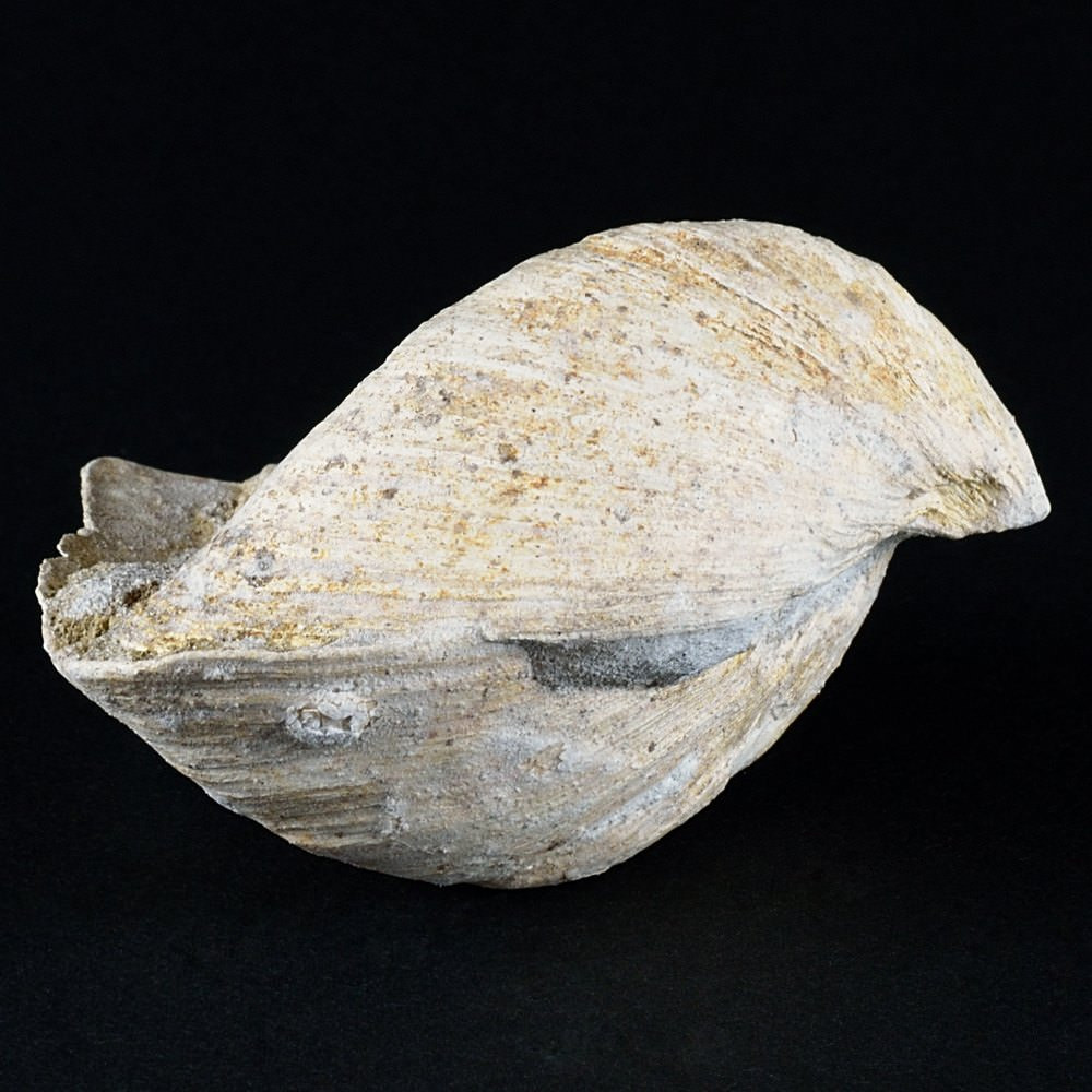 Fossilie Muscheln aus Ungarn