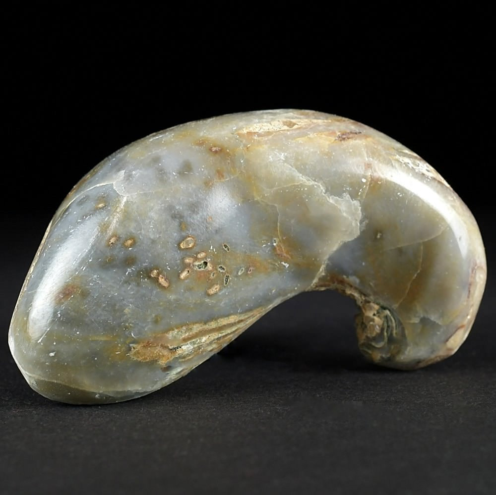 Versteinerte Auster Gryphaea sp. aus der Jurazeit