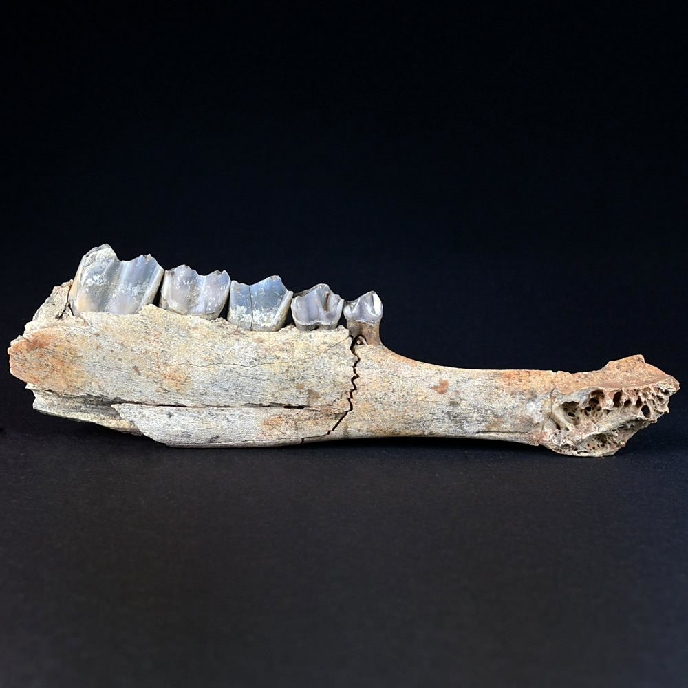 Fossilien Säugetier Kiefer mit Zähnen Capreolus sp. Beremend, Ungarn