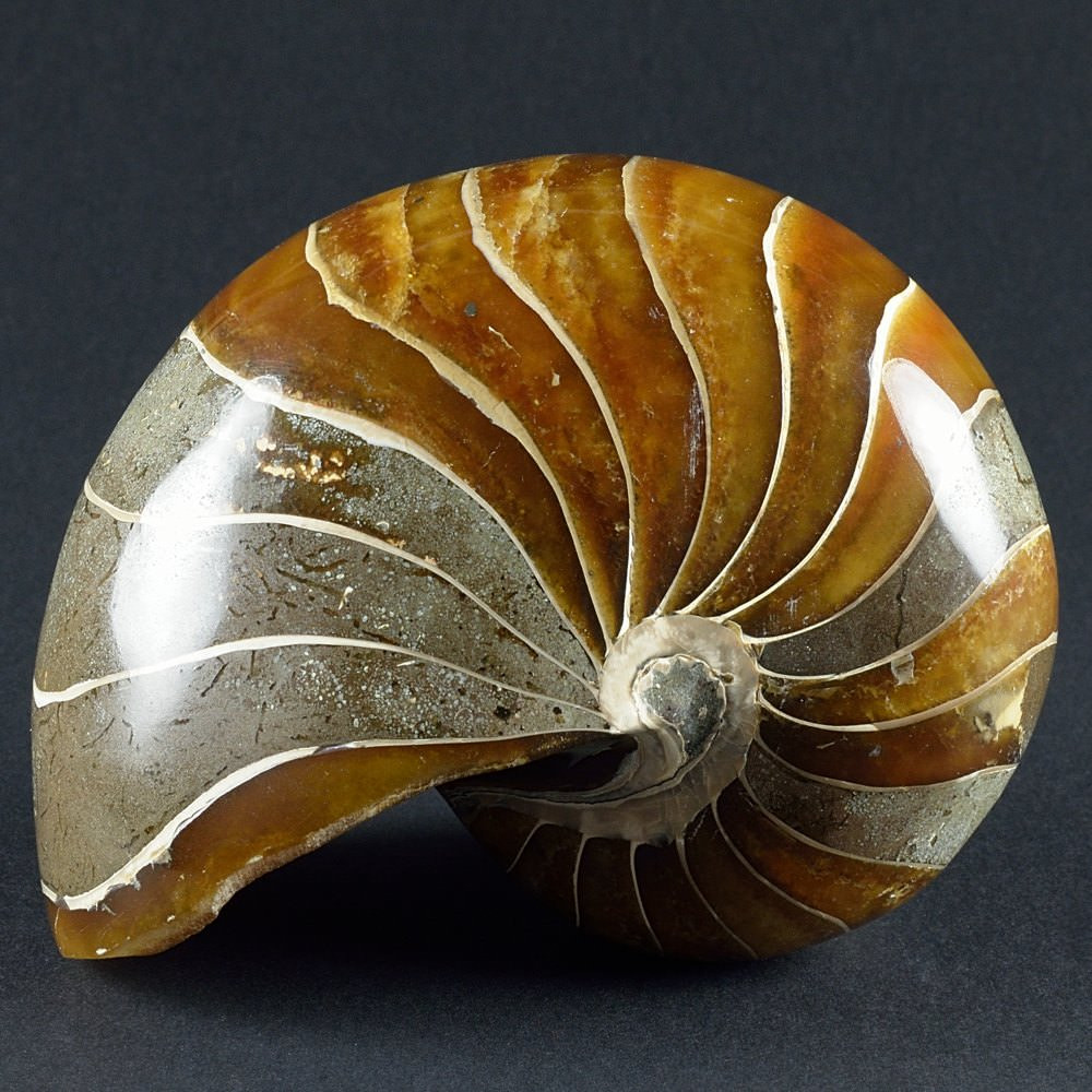 Fossilien-versteinerter Nautilus aus der Kreidezeit