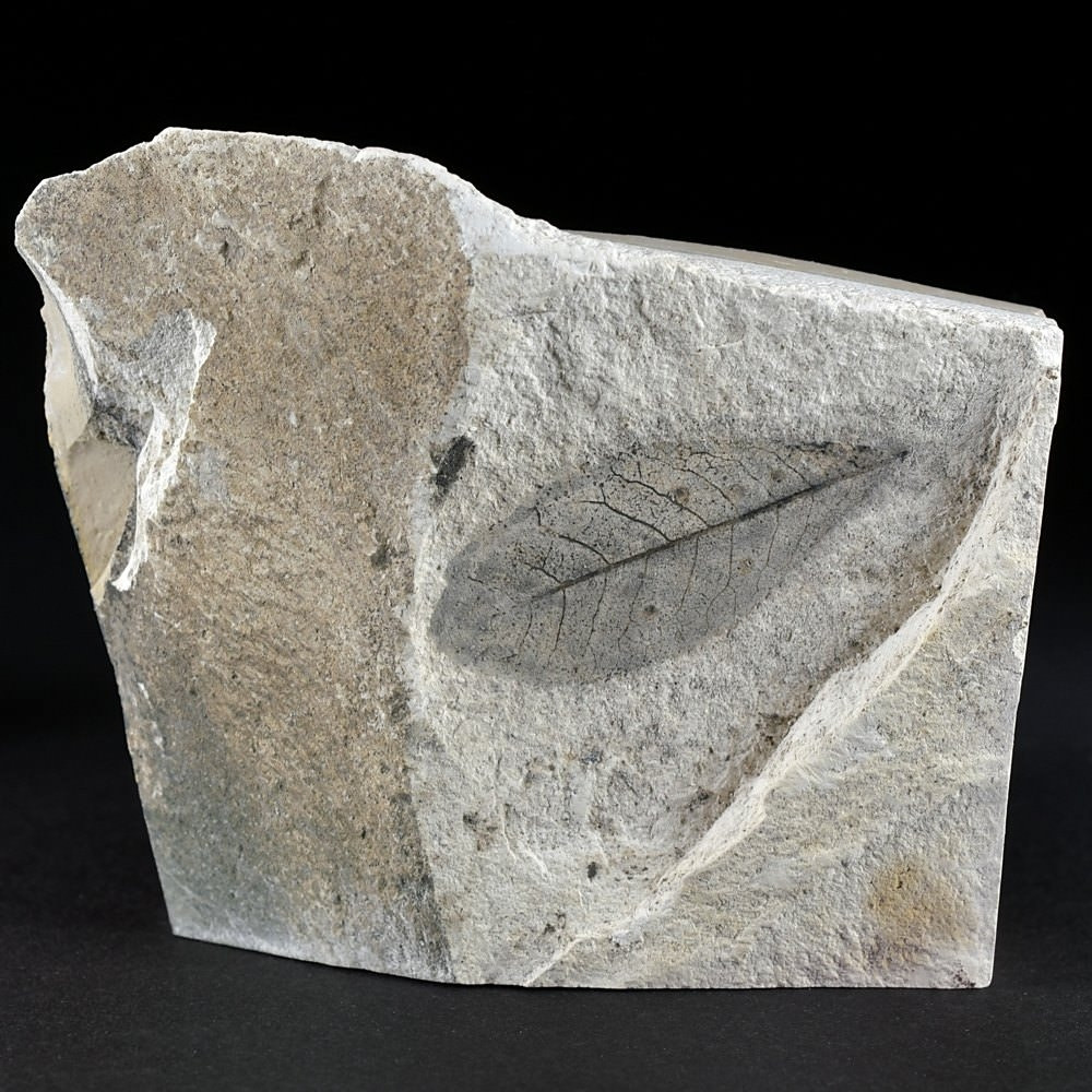 Versteinertes Ulmen Blatt Zelkova sp. aus dem Miozän von Erdöbénye