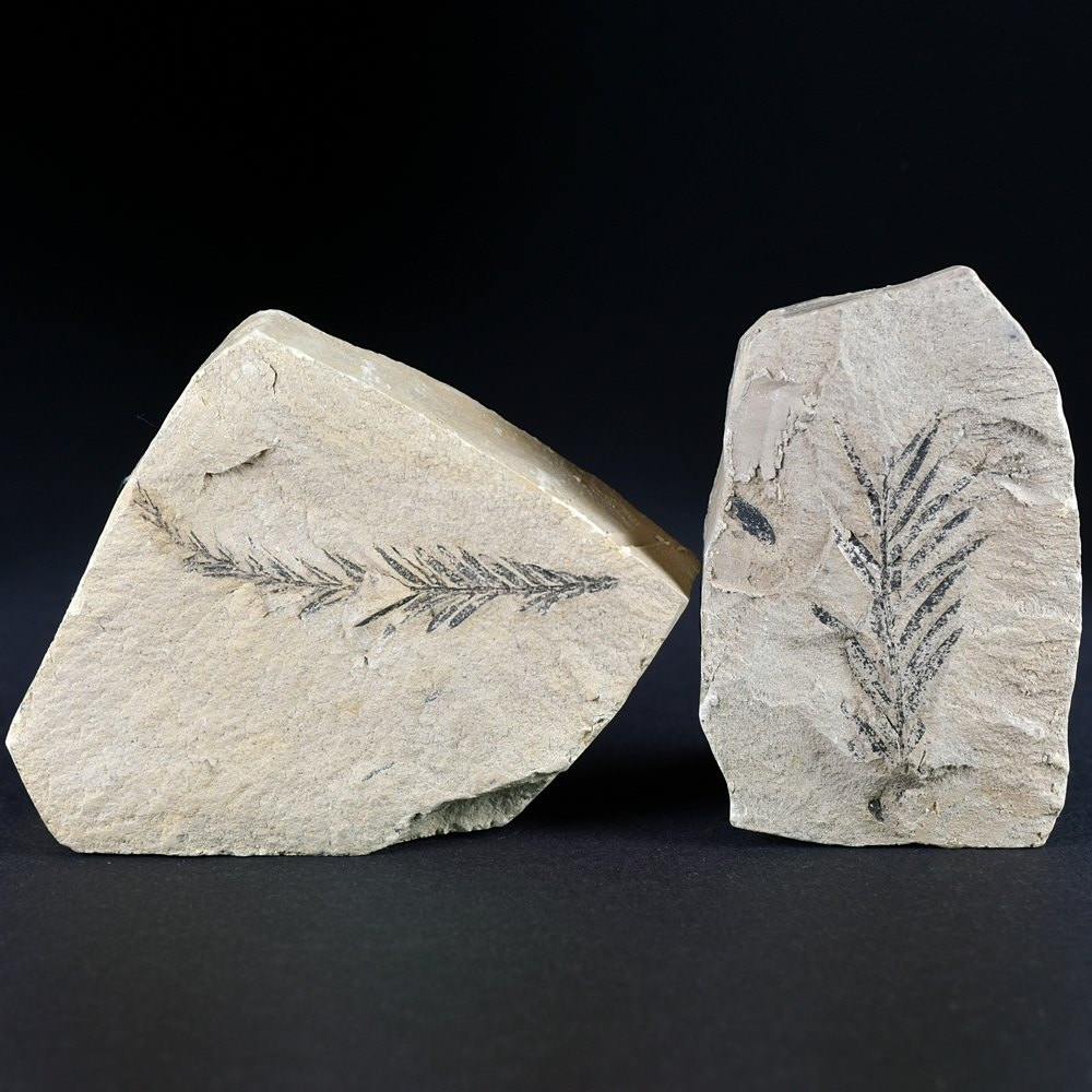 Versteinerte Sumpfzypressen aus dem Miozän Taxodium dubium