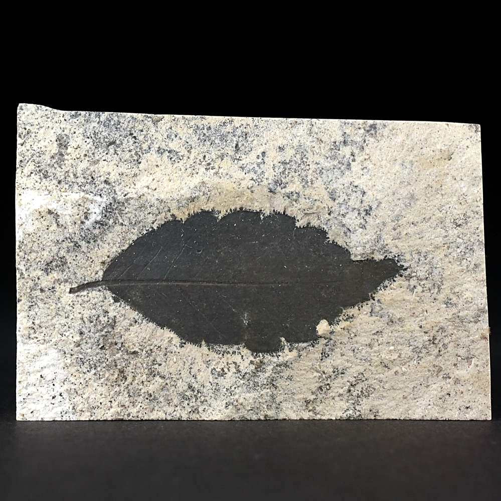 Versteinertes Ulmenblatt Zelkova sp. aus dem Miozän