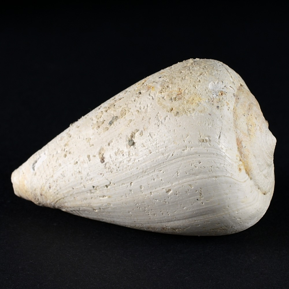 Fossilien-versteinerte Kegelschnecke Conus mercati
