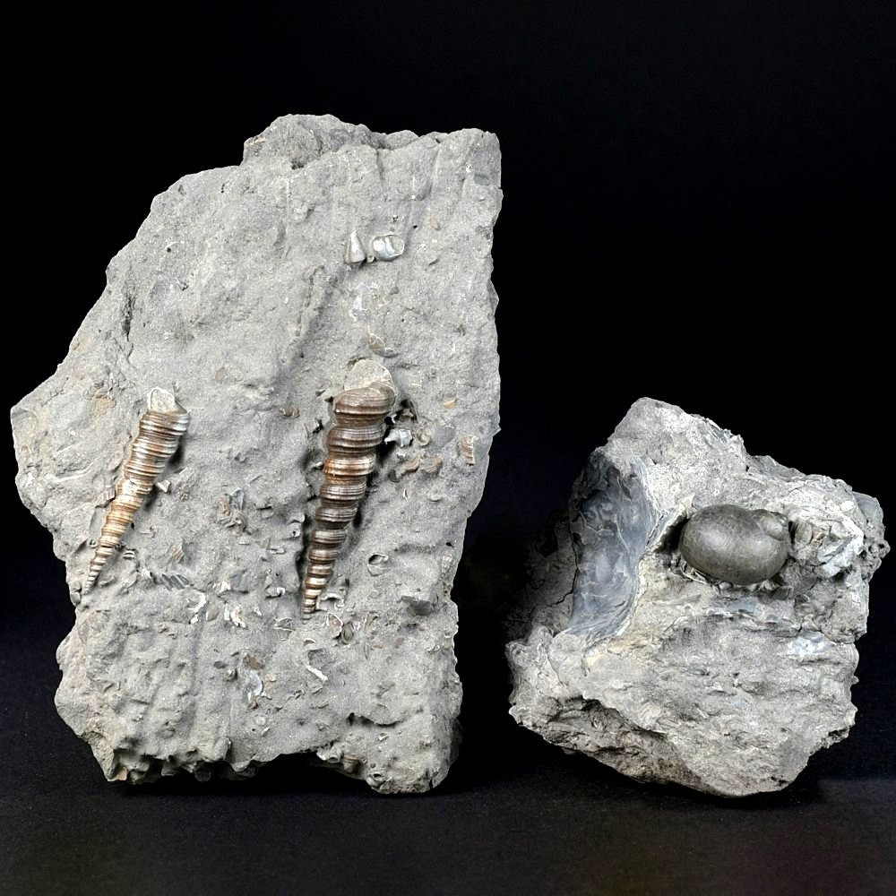 Versteinerte Schnecken aus dem Miozän von Weitendorf in Österreich