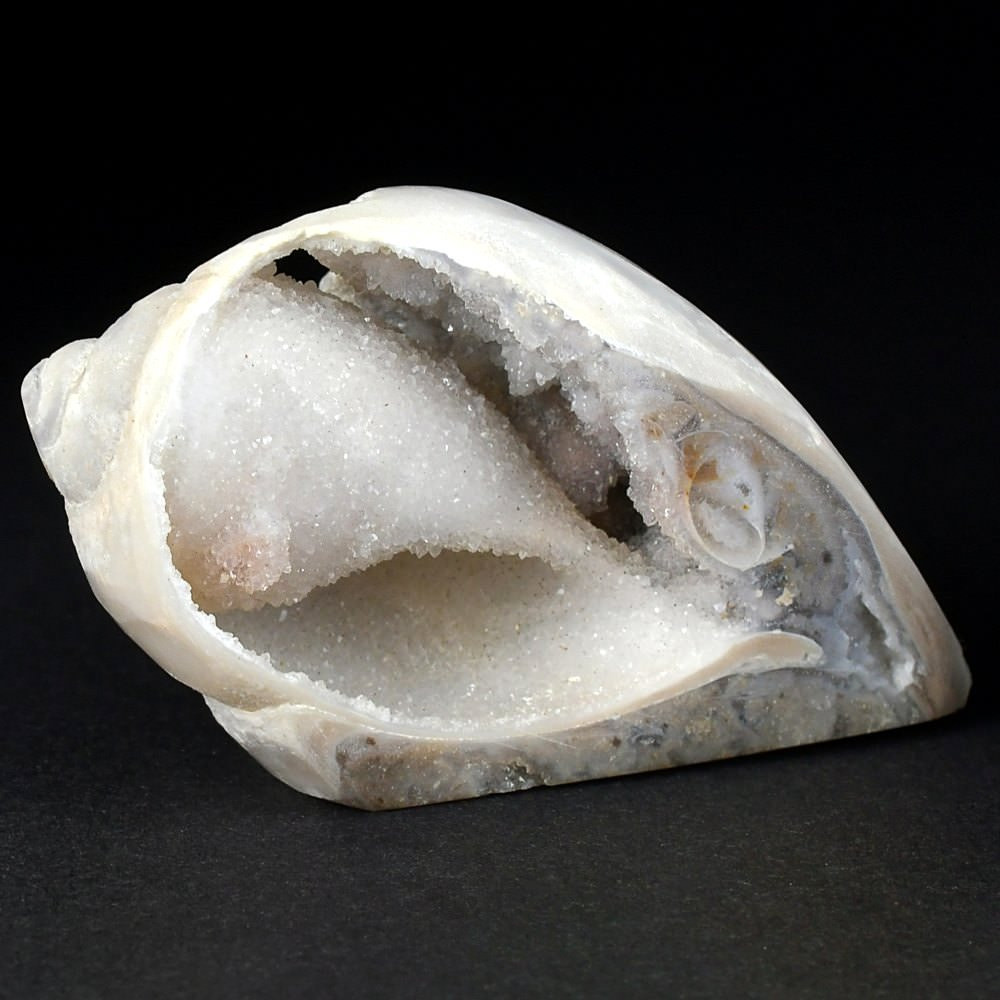 Herrliche versteinerte chalcedon Schnecke aus der Kreidezeit