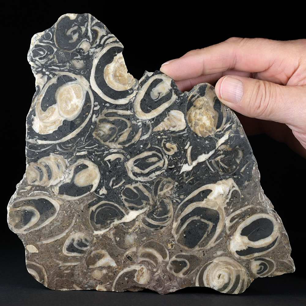 Fossilienplatte mit versteinerte Schnecken aus Österreich