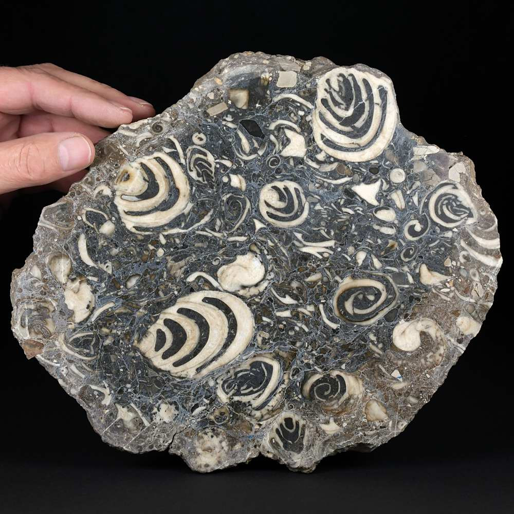 Eindrucksvolle Fossilienplatte mit versteinerten Schnecken Trochactaeon gigantea