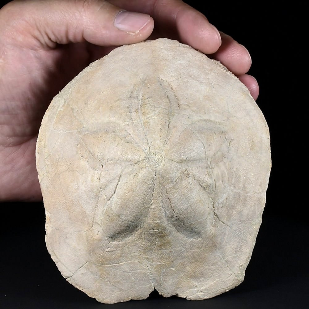 Clypeaster sardiniensis versteinerter Seeigel aus dem Miozän