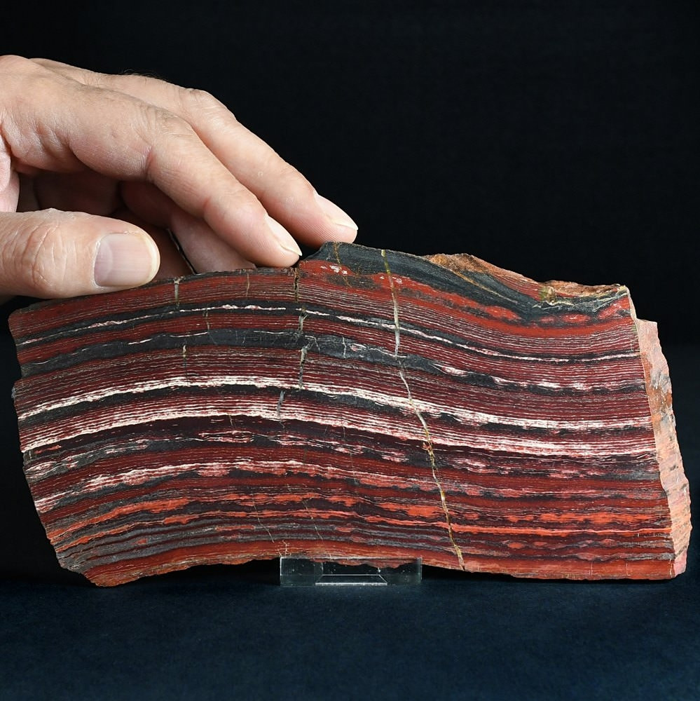 Fossilien versteinerte Stromatolithen Platte aus Australien