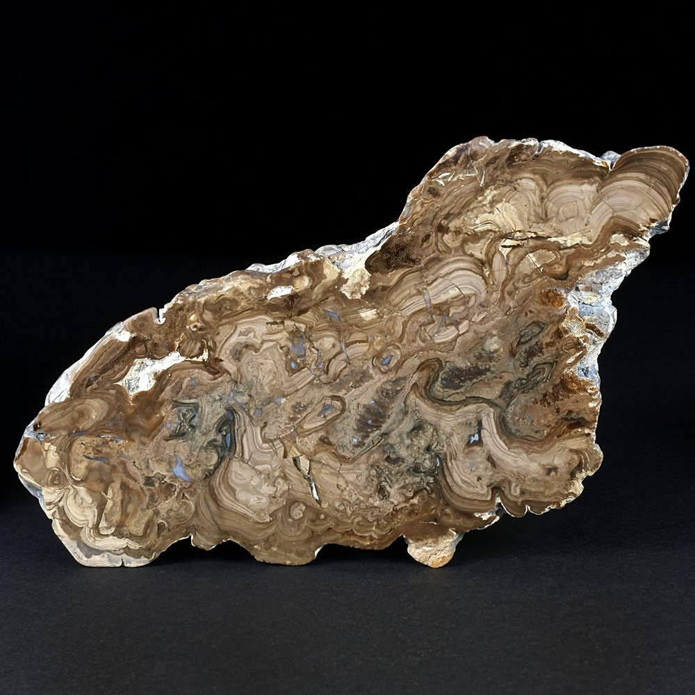 Fossilien Stromatolithen aus Bolivien