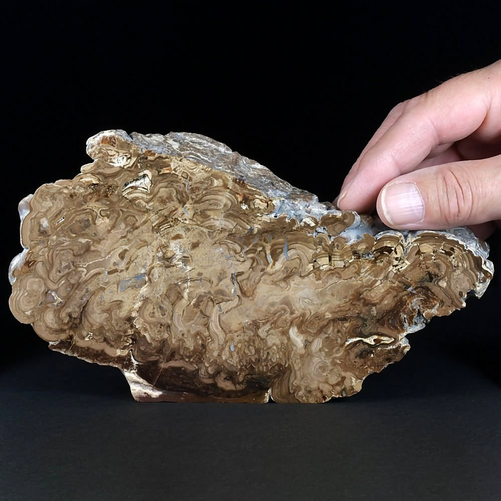 Schöne versteinerte Stromatolithen aus Bolivien