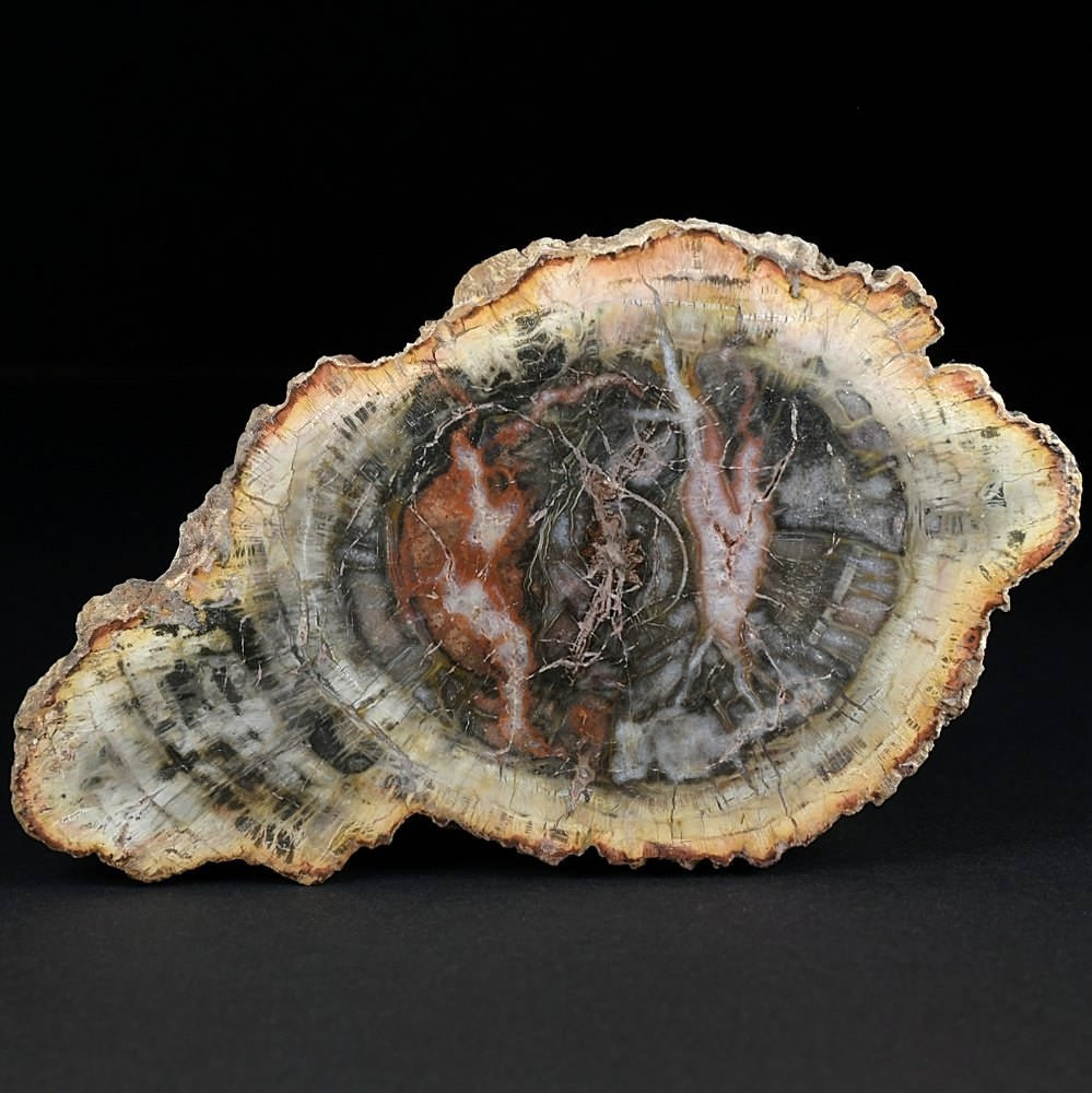 Fossilien schöne versteinerte Holzscheibe aus Madagaskar