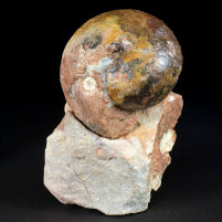 Ammonit Arcestes sp. Hallstätter Kalke Österreich