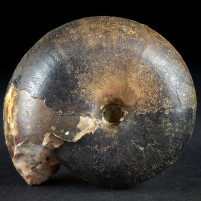 Schöner Trias Ammonit Arcestes aus dem Salzkammergut