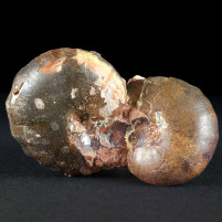 Trias Ammoniten Arcestes sp. aus dem Salzkammergut