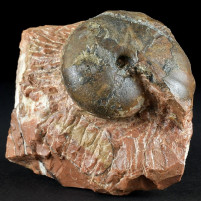 Seltener Trias Ammonit Arcestes sp. aus Österreich