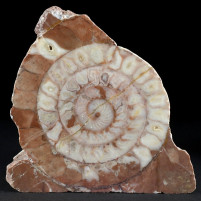 Sehr schöner anpolierter Trias Ammonit Arcestes sp. Österreich