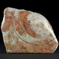 Fossilien schöner anpolierter Ammonit Arcestes sp. Trias Österreich