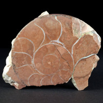 Trias Ammoniten Cladiscites aus Österreich