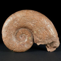 Fossilien Österreich Lias Ammonit Lytoceras