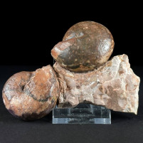 Trias Ammoniten aus Österreich Arcestes sp.