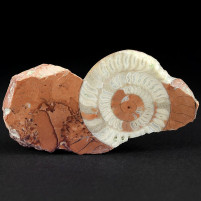 Fossilien Österreich Trias Ammonit Arcestes anpoliert