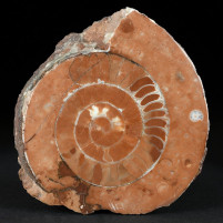 Trias Ammoniten Österreich Arcestes sp.