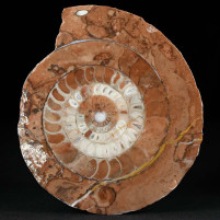 Schöner Trias Ammonit aus Österreich Arcestes sp. Salzkammergut