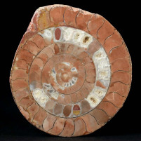 angeschliffene Trias Ammoniten aus Österreich Arcestes sp. 
